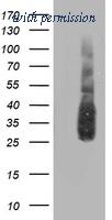 OriGene TA503301AM image 1