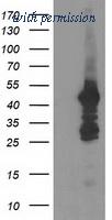 OriGene TA503302BM image 1