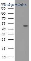 OriGene TA503303BM image 1