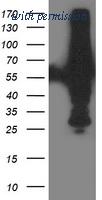 OriGene TA503304AM image 1