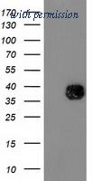 OriGene TA503313AM image 1