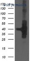 OriGene TA503318AM image 1