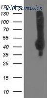 OriGene TA503332AM image 1