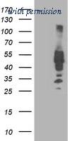 OriGene TA503338AM image 1