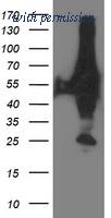 OriGene TA503339AM image 1