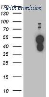 OriGene TA503342AM image 1