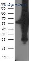 OriGene TA503349BM image 1