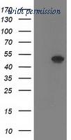OriGene TA503354AM image 1
