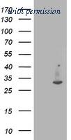 OriGene TA503357AM image 1