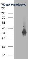 OriGene TA503370BM image 1