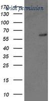 OriGene TA503372BM image 1