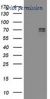 OriGene TA503373AM image 1