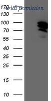 OriGene TA503380BM image 1