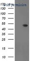 OriGene TA503381BM image 1