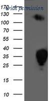 OriGene TA503399AM image 1