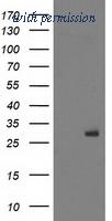 OriGene TA503400AM image 1