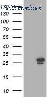 OriGene TA503403AM image 1
