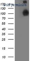 OriGene TA503411AM image 1