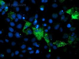 OriGene TA503424AM image 1