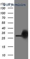 OriGene TA503426AM image 1