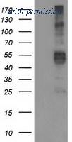 OriGene TA503427AM image 1