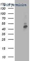 OriGene TA503429AM image 1
