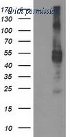 OriGene TA503433AM image 1