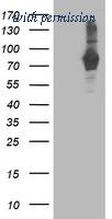 OriGene TA503439AM image 1