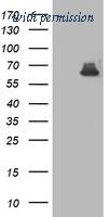 OriGene TA503444BM image 1