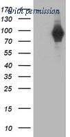 OriGene TA503446AM image 1