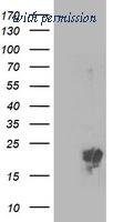OriGene TA503447BM image 1