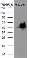 OriGene TA503467AM image 1