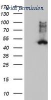 OriGene TA503470BM image 1