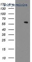 OriGene TA503486AM image 1