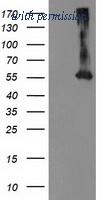 OriGene TA503489AM image 1