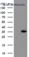 OriGene TA503499BM image 1