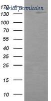 OriGene TA503504AM image 1