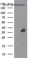 OriGene TA503513BM image 1