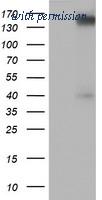 OriGene TA503525AM image 1