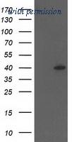 OriGene TA503554BM image 1