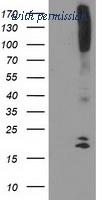 OriGene TA503555AM image 1