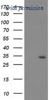 OriGene TA503557BM image 1