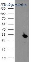 OriGene TA503558AM image 1