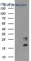 OriGene TA503580BM image 1