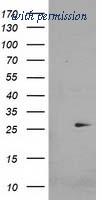OriGene TA503582AM image 1