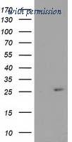 OriGene TA503593BM image 1