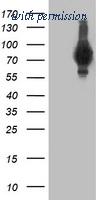 OriGene TA503597AM image 1