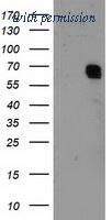 OriGene TA503604AM image 1