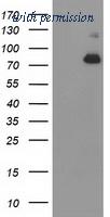 OriGene TA503606BM image 1