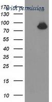 OriGene TA503607BM image 1